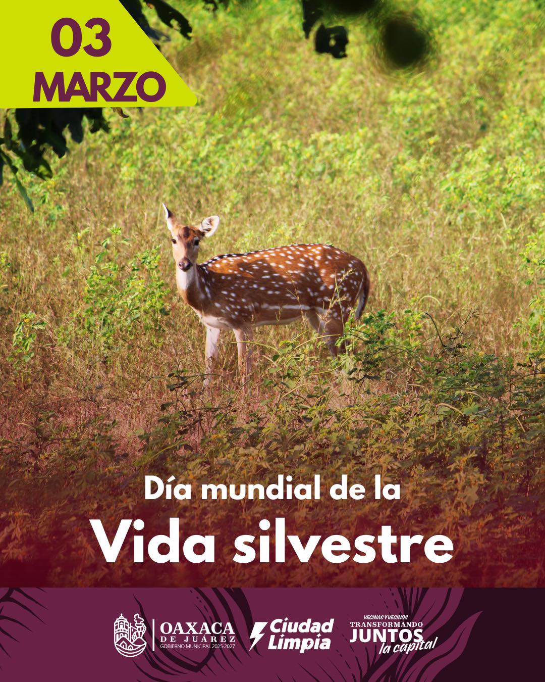 Día Mundial de la Vida Silvestre