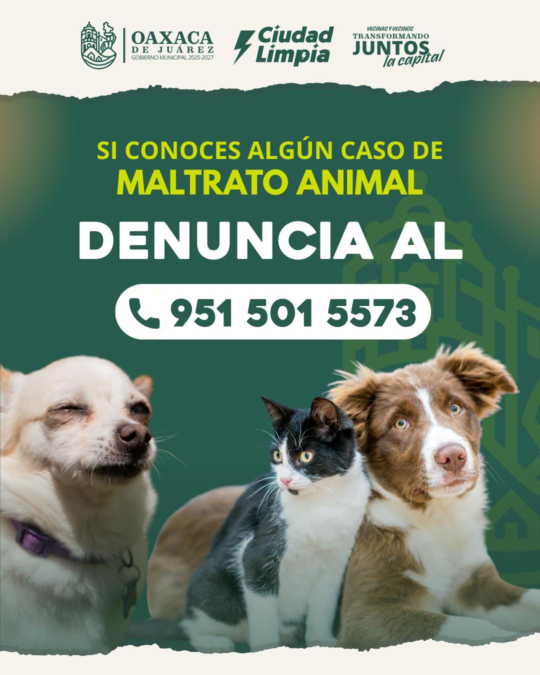 Denuncia el maltrato animal