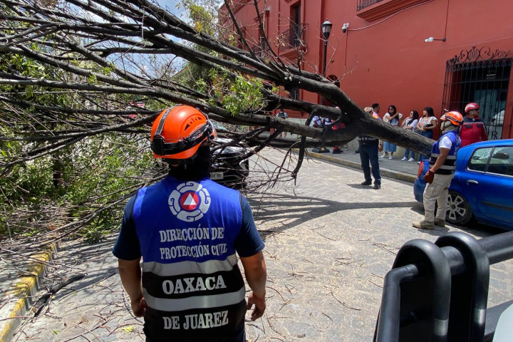 Atiende Protección Civil Municipal retiro de árbol caído en el Centro Histórico