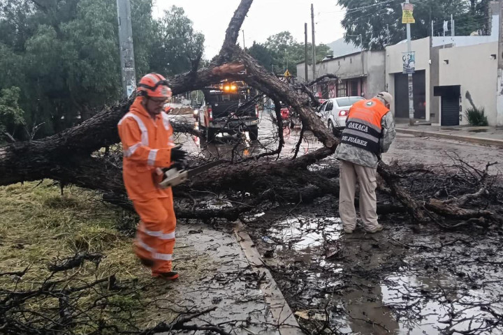 Atienden de inmediato reportes por caída de árboles y encharcamientos en Oaxaca de Juárez