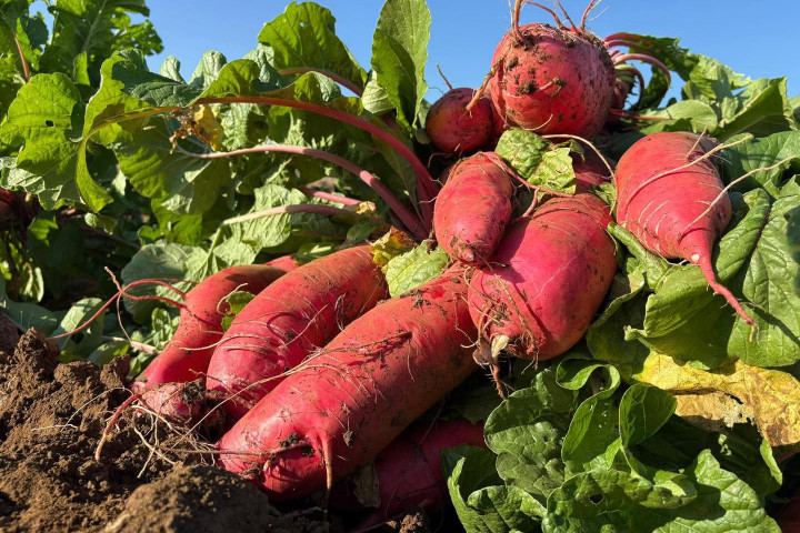 Invitan a disfrutar la Edición 128 de la Noche de Rábanos 2025, en el marco de una Ciudad Limpia y Segura