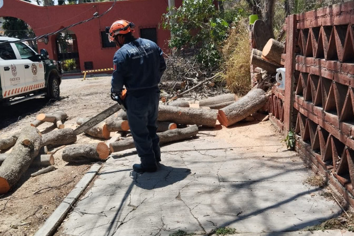Atención a árbol caído