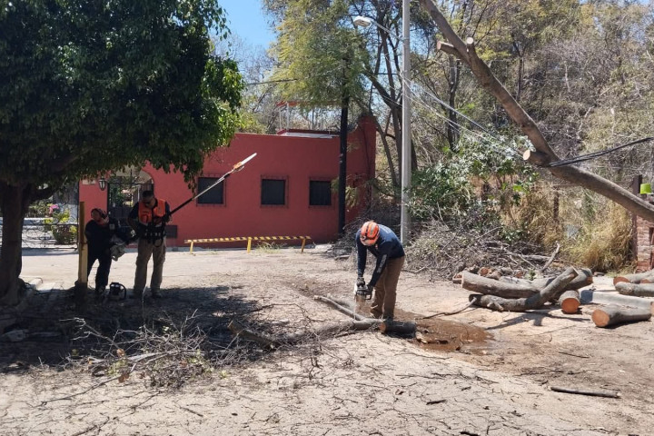 Atención a árbol caído