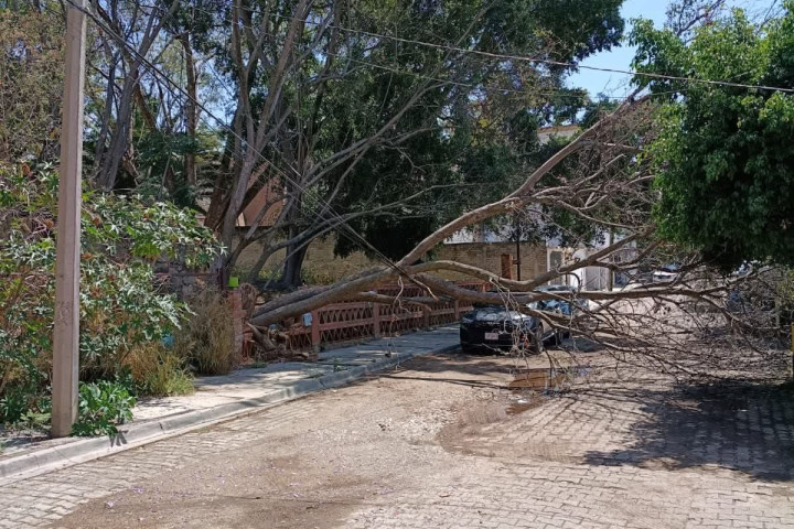 Atención a árbol caído