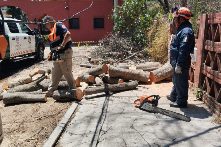 Atención a árbol caído