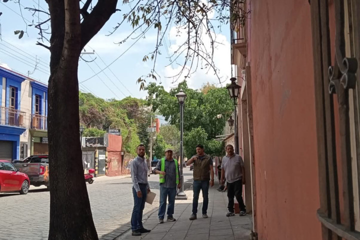 Al cuidado y preservación del arbolado urbano