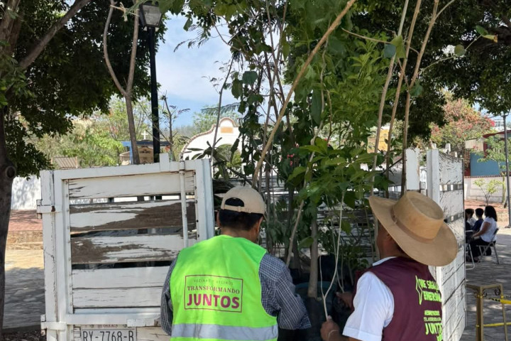 Al cuidado y preservación del arbolado urbano